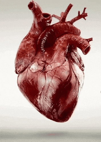 a close up of a human heart with a white background