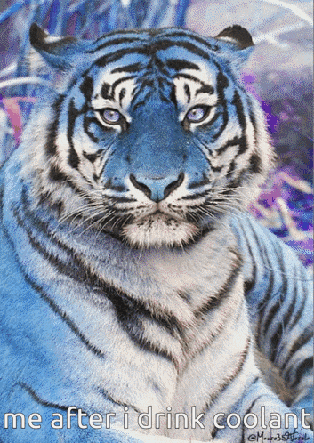 a painting of a blue tiger with the words me after i drink coolant below it