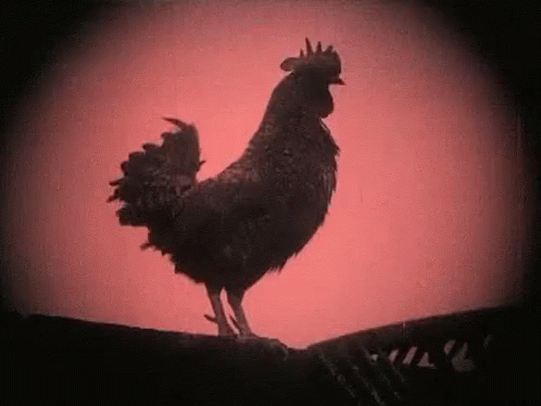 Rooster Morning GIF