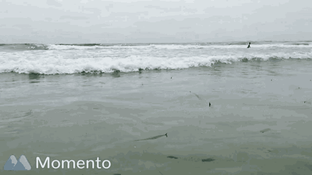 Wave Water GIF - Wave Water Surf GIFs