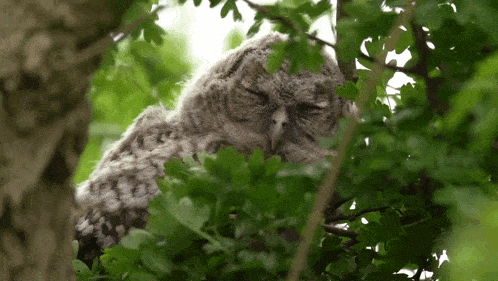 a baby owl is sleeping in a tree