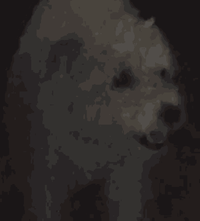 Woobie GIF