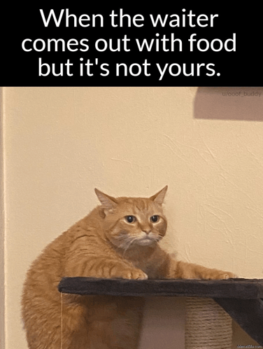 Cat Meme GIF - Cat Meme When The GIFs