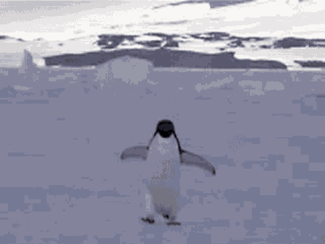Penguin Running GIF - Penguin Running Fast Motion GIFs