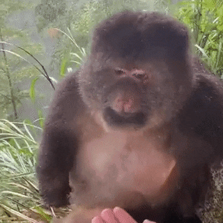 a monkey is standing next to a person 's hand in the woods .