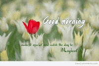 a picture of flowers with the words good morning written on it