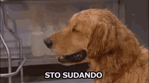 a dog is holding a piece of paper in its mouth with the words sto sudando written above it .