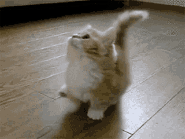 a white cat standing on a wooden floor