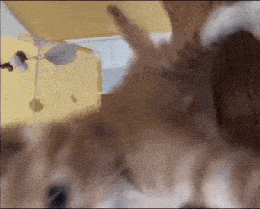 a close up of a cat playing with a toy in a room