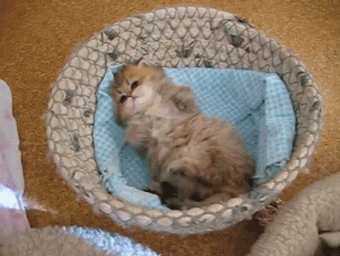a kitten is sleeping in a basket with a blue pillow