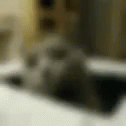 Huh Cat GIF - Huh Cat GIFs