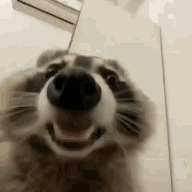 a close up of a raccoon 's nose looking at the camera .