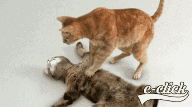 two cats are playing with each other and the e-click logo is visible