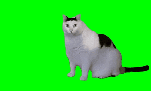 a black and white cat laying in front of a large explosion on a green screen