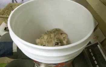 A Lion Jumping Out Of A Bucket To Give You A Hug GIF