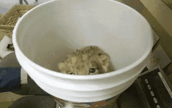 a cat is looking out of a white bowl on a scale .