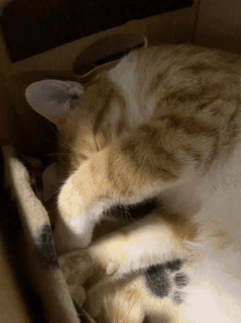 a cat sleeping in a cardboard box with its head on its paws