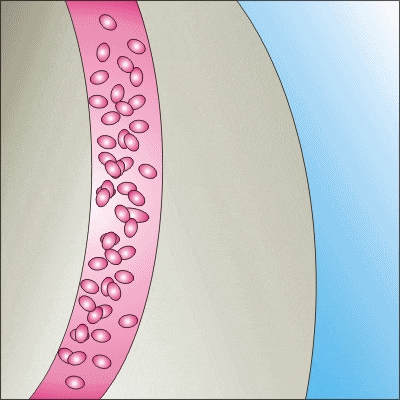 a drawing of a blood vessel with the word macrofago written above it