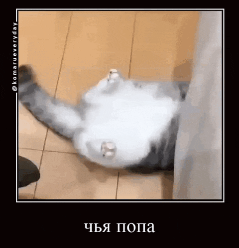 a picture of a cat laying on its back with a caption in a foreign language .