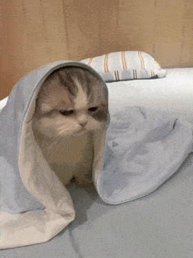 a cat is wrapped in a blue and white blanket on a bed