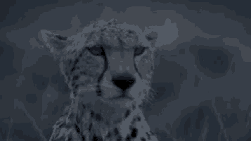 a close up of a cheetah 's face looking at the camera .