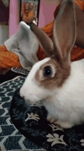 Khirgi Rabbit GIF - Khirgi Rabbit Bunny GIFs