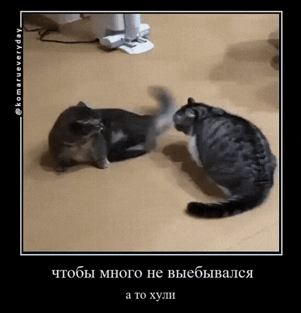 a picture of two cats playing with each other with a caption in a foreign language