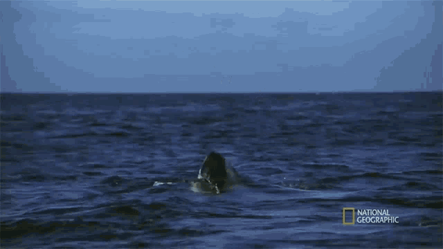 Bite When Sharks Attack GIF - Bite When Sharks Attack Hungry GIFs