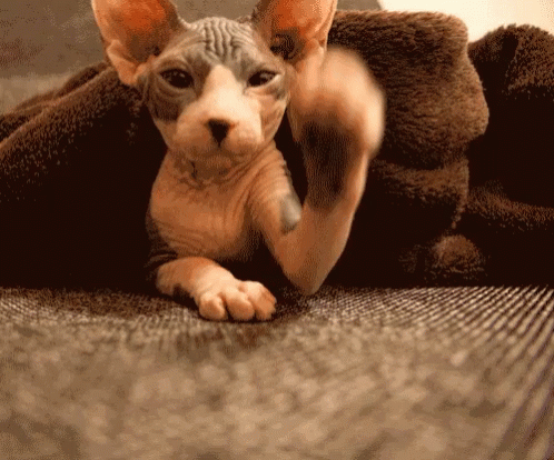 Hairless Cat Sphynx Cat GIF - Hairless Cat Sphynx Cat Stretching GIFs