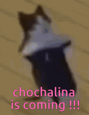 a picture of a cat with the words chocalina is coming !!!