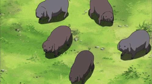 a group of pigs are standing in a field of grass