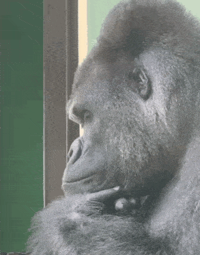 a close up of a gorilla looking out a window