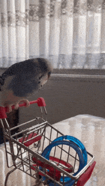 a bird is sitting on a shopping cart with a red handle