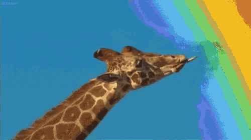 a giraffe standing in front of a rainbow in the sky