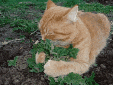 a cat is laying in the dirt eating leaves