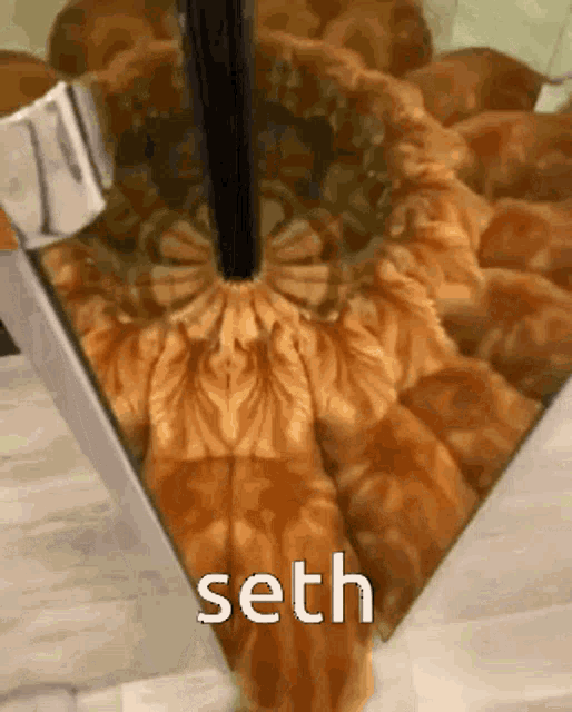 Seth Cat GIF - Seth Cat Mirror GIFs