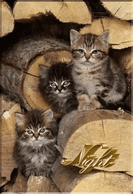 three kittens are sitting on a pile of logs with the word night written on the bottom