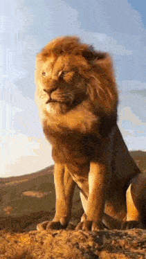 a lion with a long mane is sitting on top of a hill .