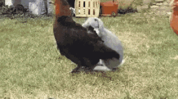 Chicken Rabbit GIF - Chicken Rabbit Mating GIFs