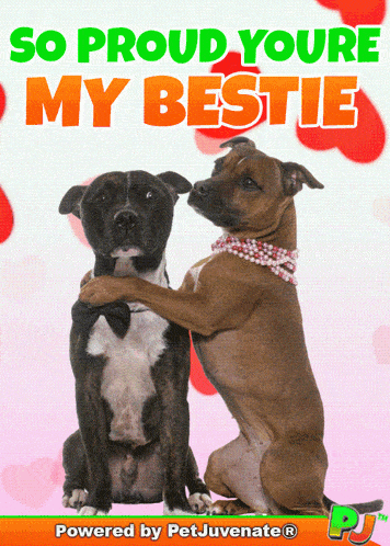 a picture of two dogs hugging with the words so proud youre my bestie