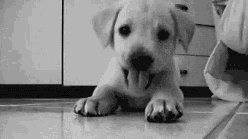 a puppy is laying on the floor with its tongue hanging out .