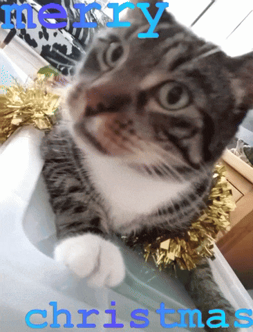 a cat laying on a table with the words merry christmas behind it