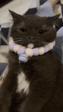 a black cat wearing a purple and white necklace with a bell