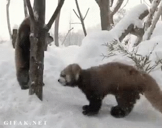 Red Panda Coming To Get You GIF - Red Panda Coming To Get You Here I Come GIFs