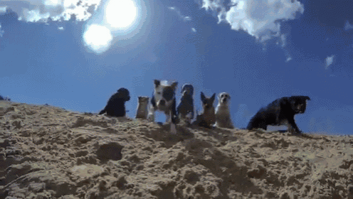 Happy Dogs Running GIF - Dogs Chase Running GIFs