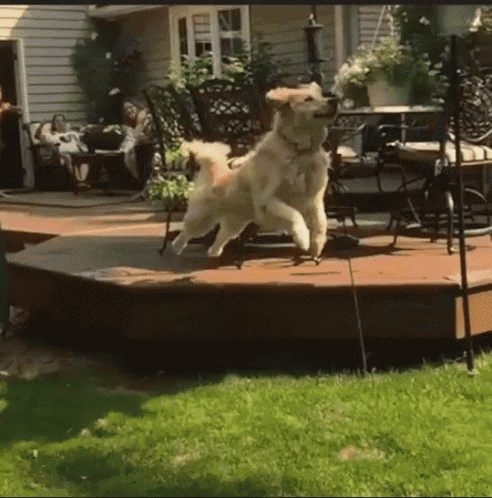 a dog standing on its hind legs on a deck in front of a table and chairs