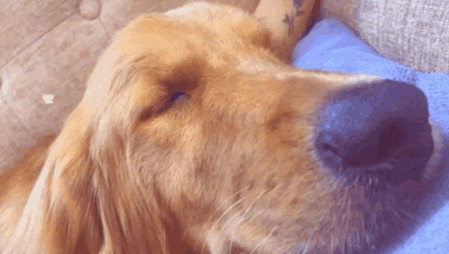 a close up of a dog sleeping on a blue pillow