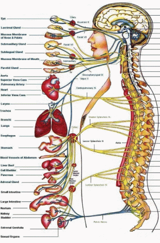 Anatomy Chart GIF - Anatomy Chart Spine GIFs
