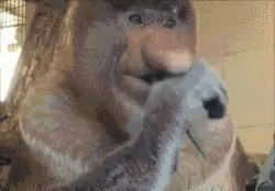 Proboscis Monkey Eating GIF - Proboscis Monkey Eating Chewing GIFs