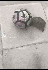 Mbappe Turtle GIF - Mbappe Turtle Soccer GIFs